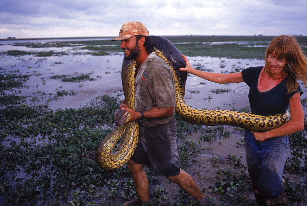 Biologist Jesus Rivas & his wife Rene Owens carry a female anaconda they captureds for study. Hato el Cedral Ranch. Venezuela