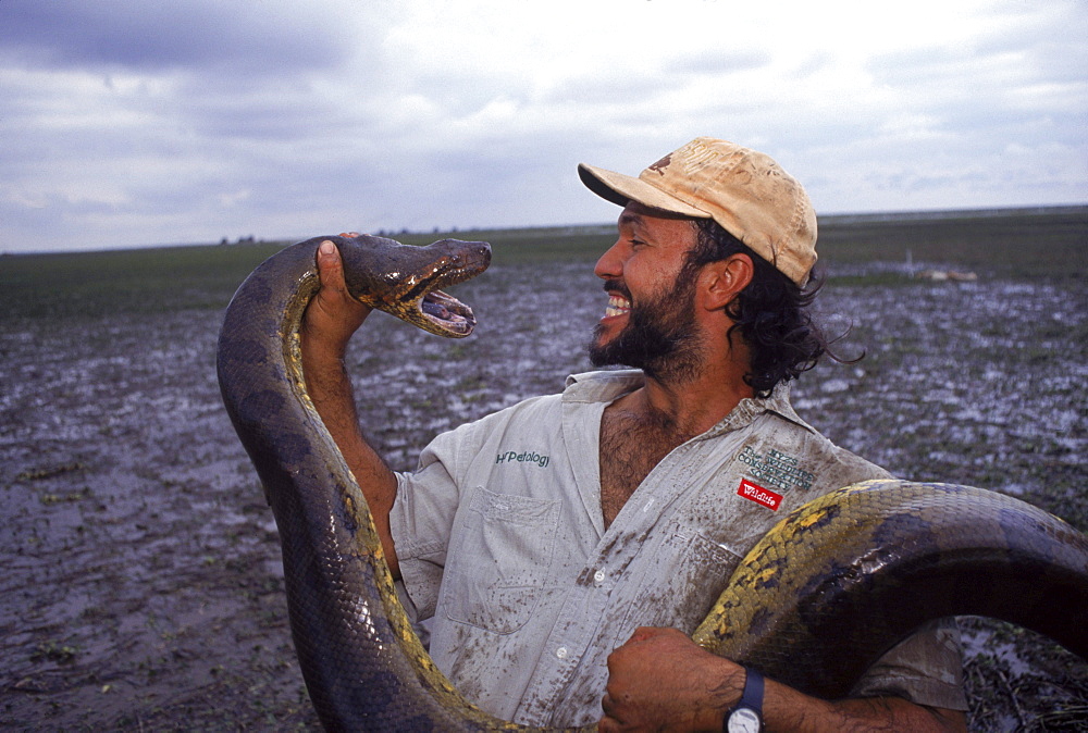 Biologist Jesus Rivas examines a female anaconda he captured for study. Hato el Cedral Ranch. Venezuela