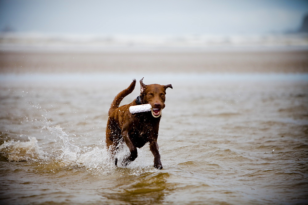 A Chesapeak Bay Retriever fetches a chew toy.