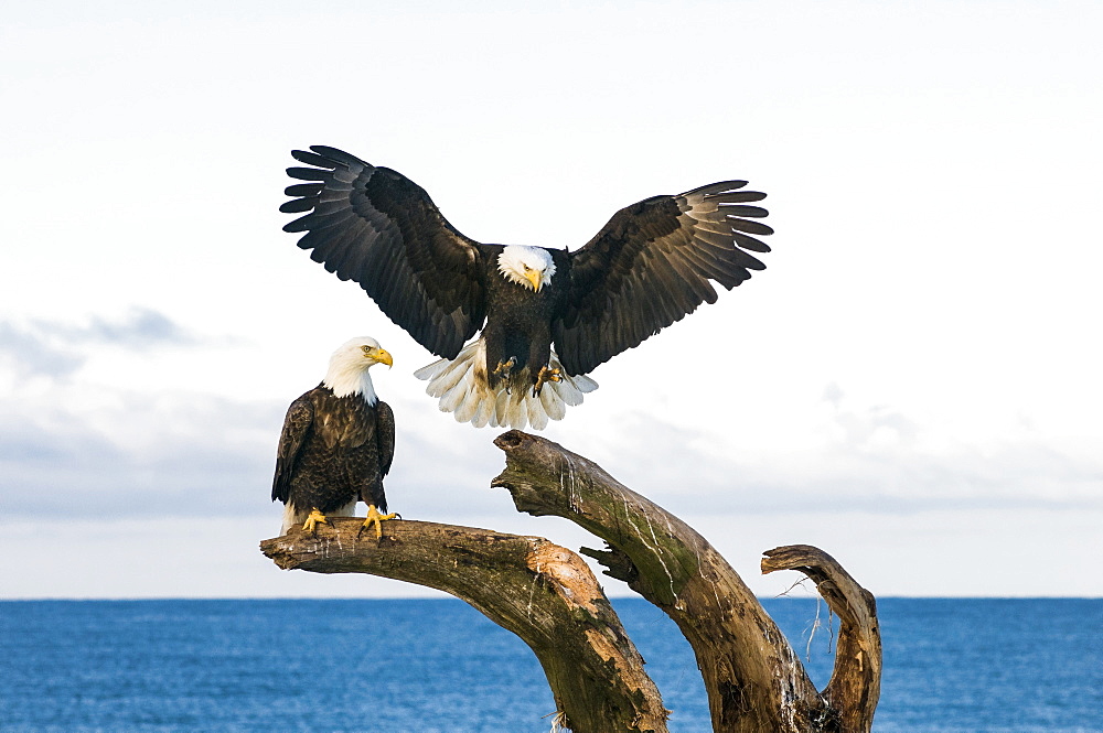 bald eagle (Haliaeetus leucocephalus) landing in dead tree, Homer, Alaska, Homer, Alaska