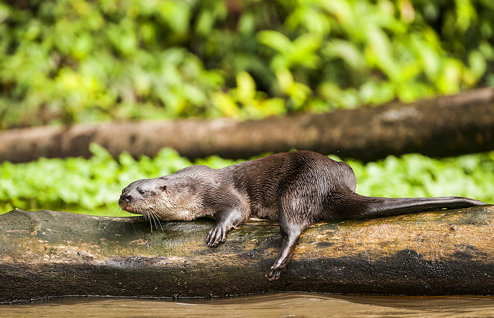 Neotropical River Otter (Lontra longicaudis) resting on a log in Tortuguero National Park, Costa Rica, , Costa Rica