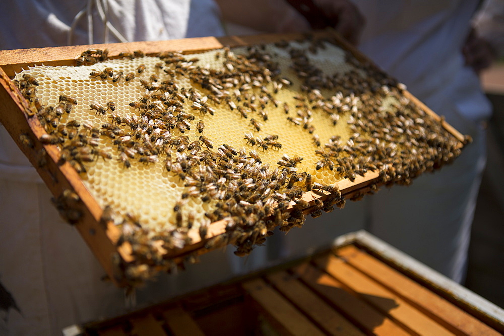 Holding a beeswax honeycomb frame crawling with honeybees from a beehive, Huntingdon Valley, Pennsylvania, United States