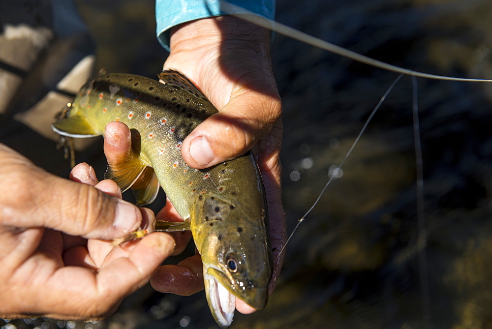 The brook trout shows off its colors before being release back into the creek, Colorado, USA