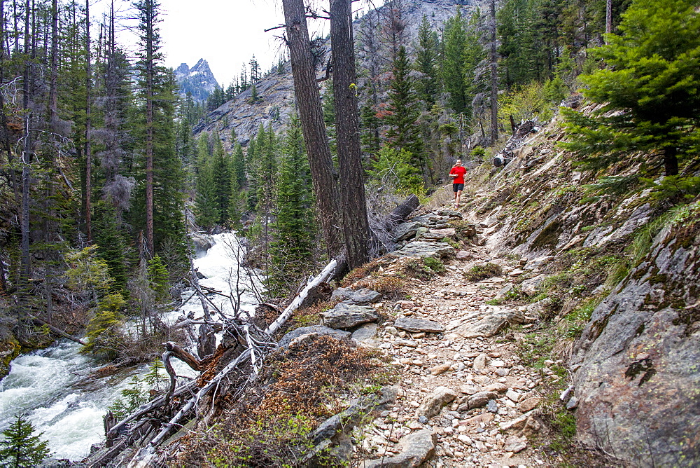 A woman trail runs up Big Creek in the Selway-Bitterroot Wilderness, Montana, Big Creek, Montana, USA