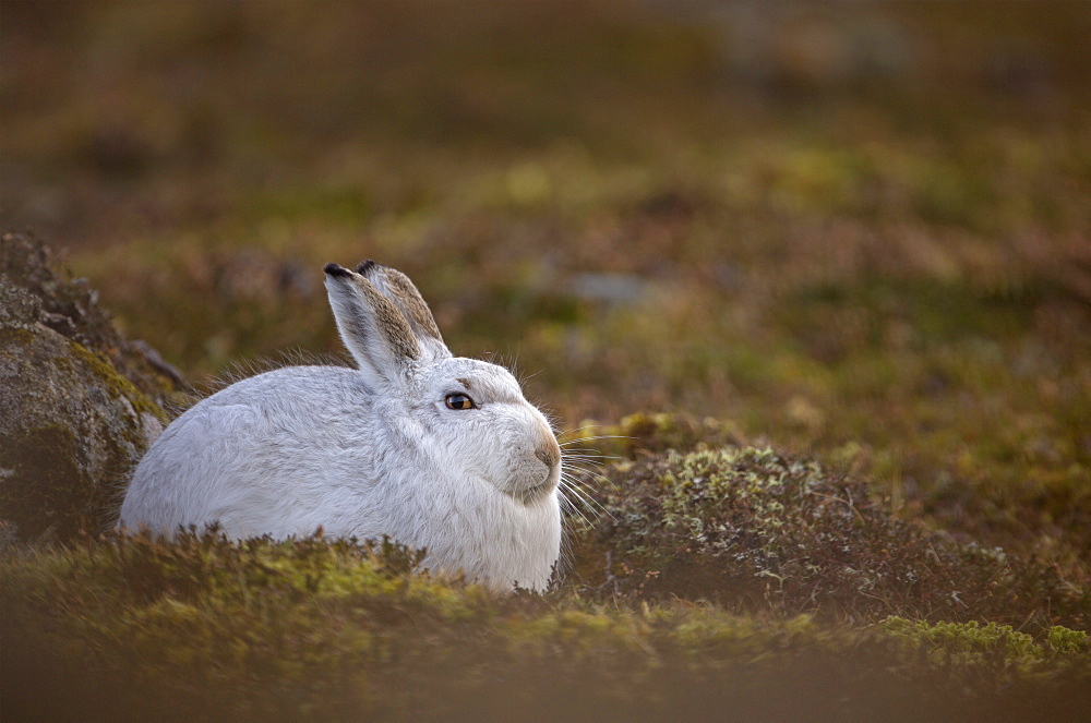 Mountain hare Lepus timidus Close up portrait of an adult in its white winter coat trying to conceal itself against a rock . February. Scotish Mountains, Scotland, UK, Highlands, Cairngorms, Scotland, UK