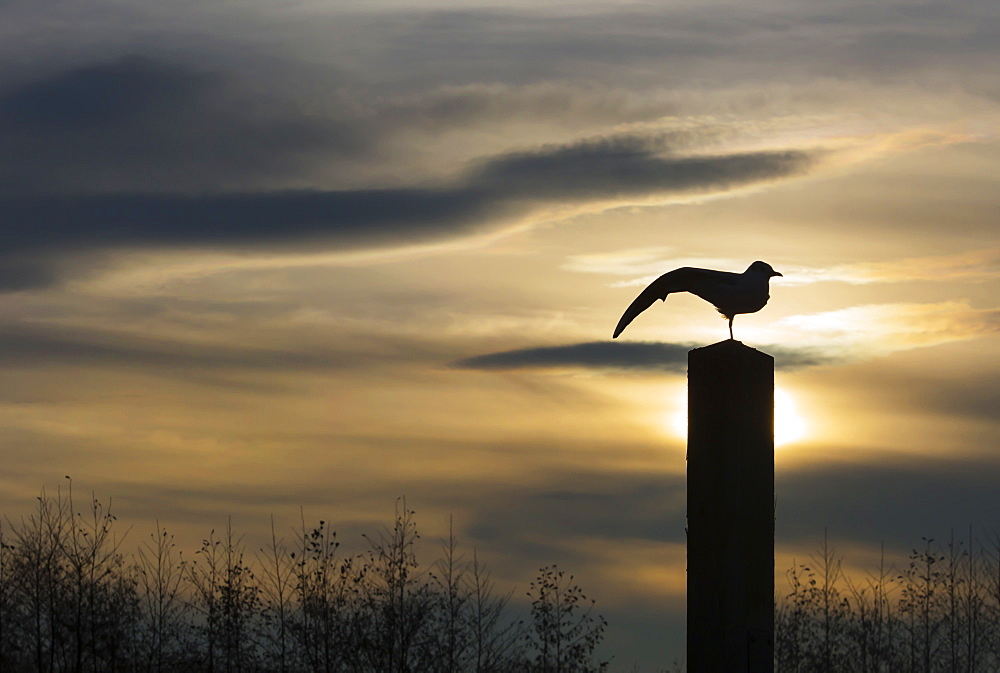 Black Headed Gull Larus Ridibundus Silhouetted adult stretching at sunrise, Slimbridge,UK, Bristol, south Gloucestershire, England