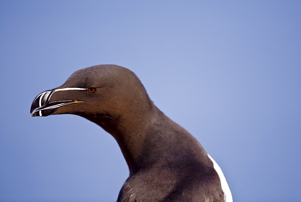 Razorbill Alca torda, Portrait of single Razorbill,Skokholm, Wales,UK , skokholm Island, Pembrokeshire, Wales