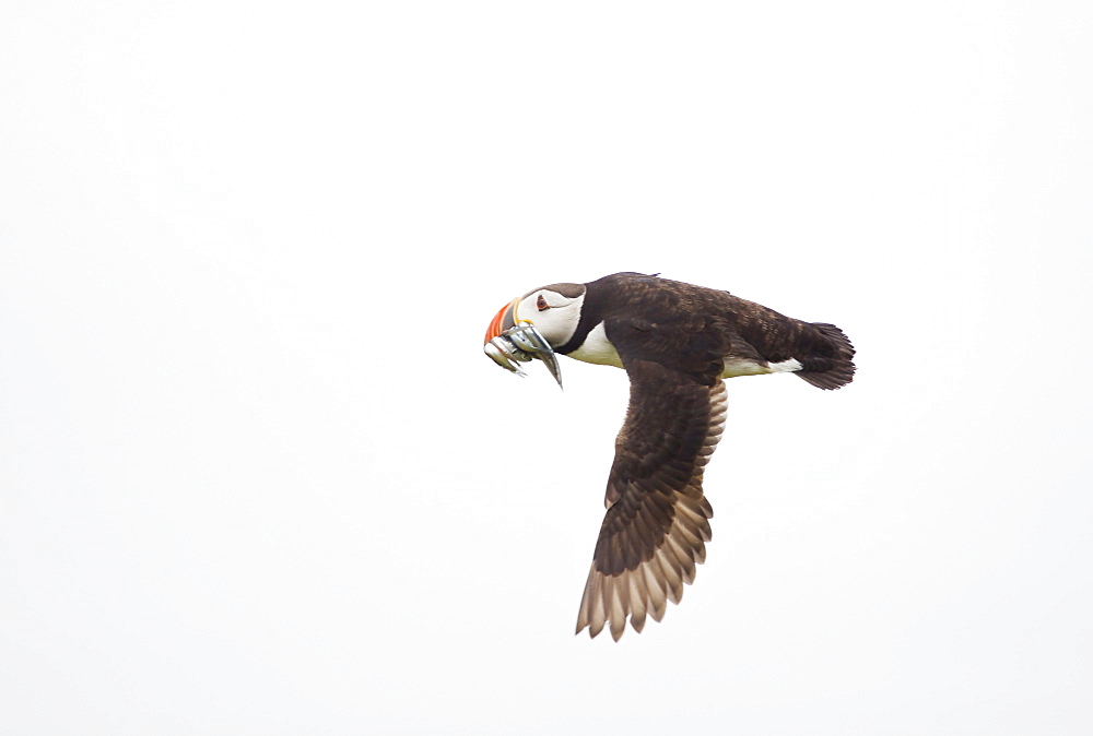 Puffin, arctica, arcticasea, Single Puffin with Sandeels in beak in flight high key white background, Skokholm,UK, Skokholm Island, Pembrokeshire, Wales