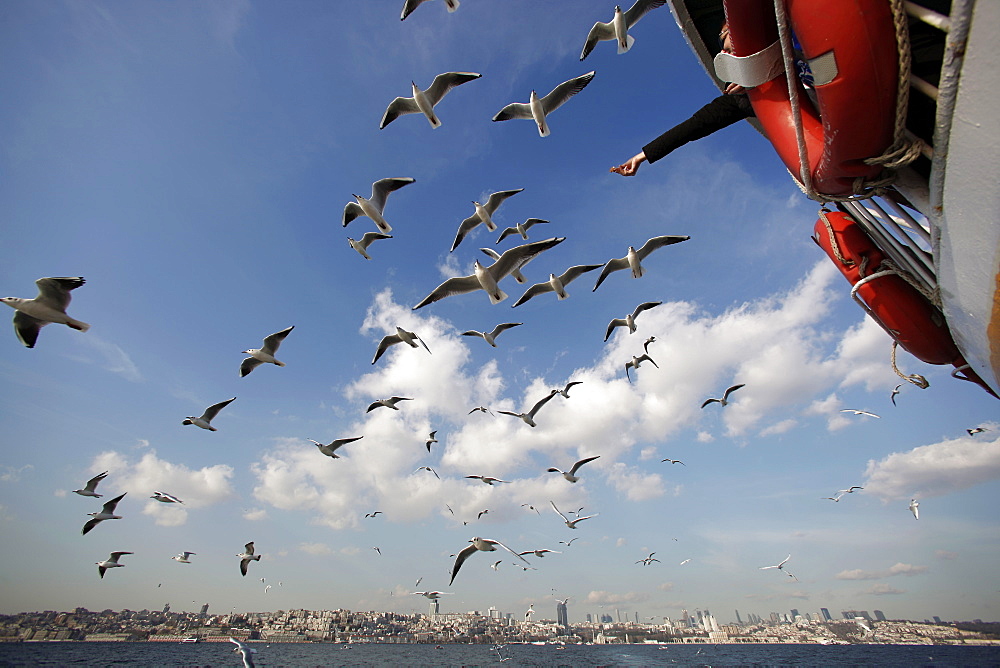 seagulls flying behind the ferry, Istanbul, Turkey