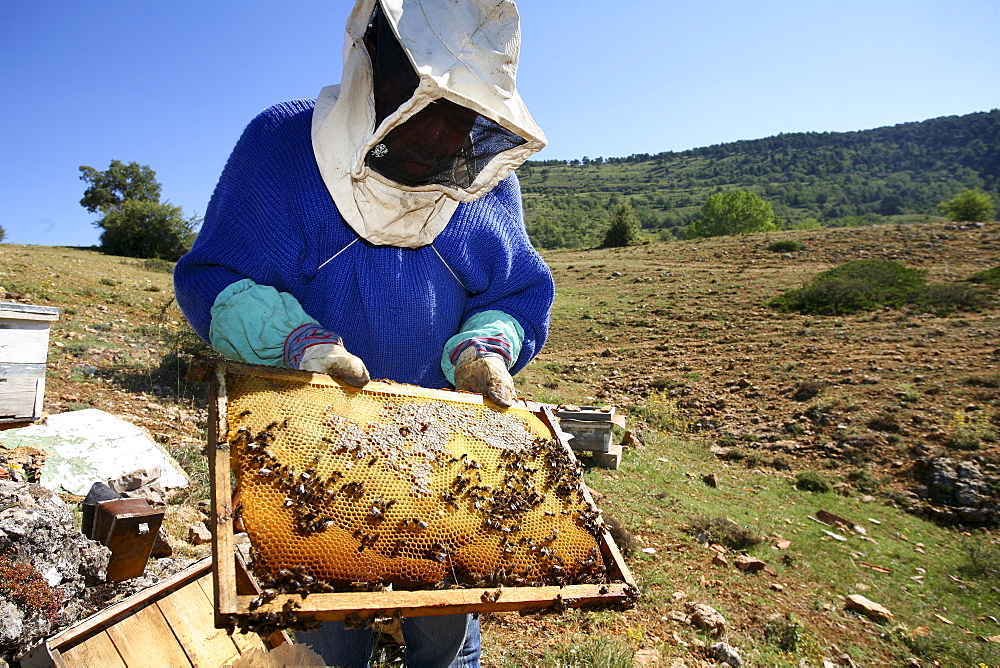 Beekeeper. Alto Tajo Natural Park. Guadalajara. Spain