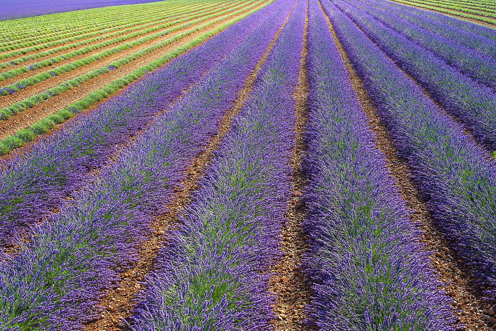 Lavender field after workers began harvesting the first rows of lavender in early July, Plateau de Valensole, Puimoisson, Provence-Alpes-Côte d'Azur, France