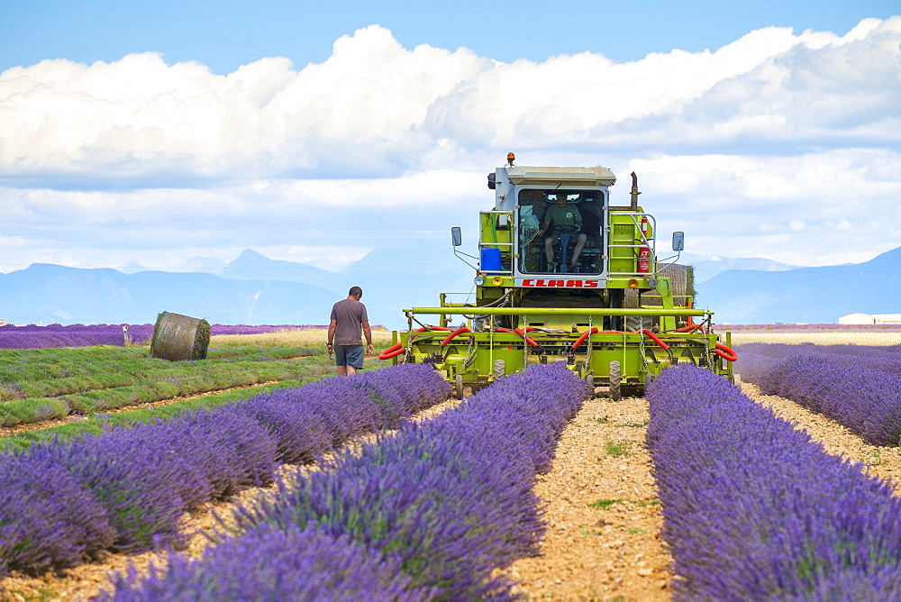 Lavender fields in Provence in height of bloom in early July as workers begin harvesting first rows of Lavender, Plateau de Valensole, Provence-Alpes-Côte d'Azur, France