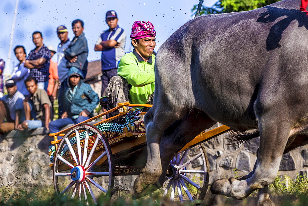 Buffalo race. Bali island. Indonesia. ?Makepung? in the Balinese language means buffalo racing. This unique spectacle is practiced by farmers from the North Western Jembrana region of Bali.