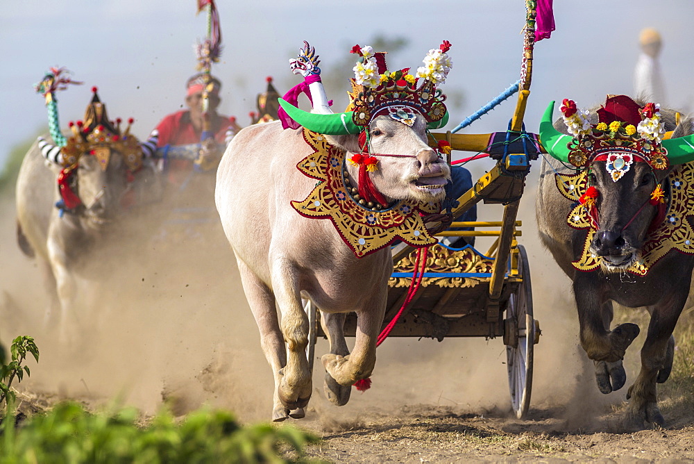 Buffalo race. Bali island. Indonesia. ?Makepung? in the Balinese language means buffalo racing. This unique spectacle is practiced by farmers from the North Western Jembrana region of Bali.