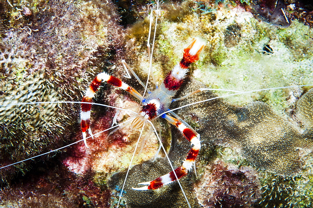 Banded Cleaner Shrimp (Steopus hispidus), St. Lucia.