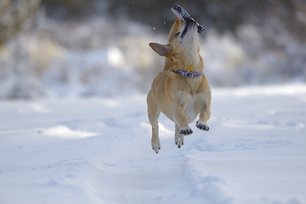 Puppy playing in the snow.