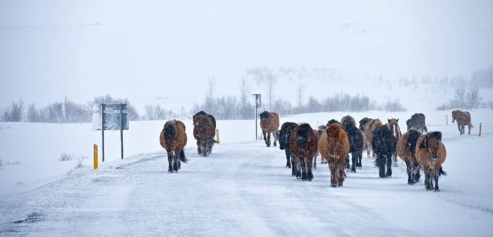 Icelandic horses in the winter trotting along the No. 1 road close to the the mountainpass vikurskad in north Iceland