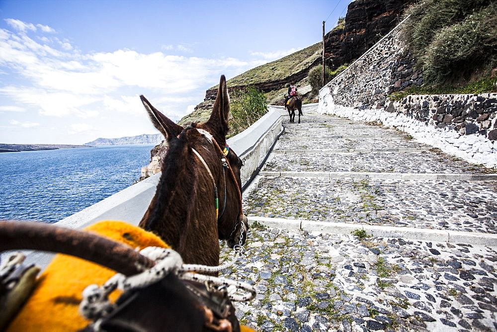 Donkey walking up steps on a hillside in Santorini, Greece.