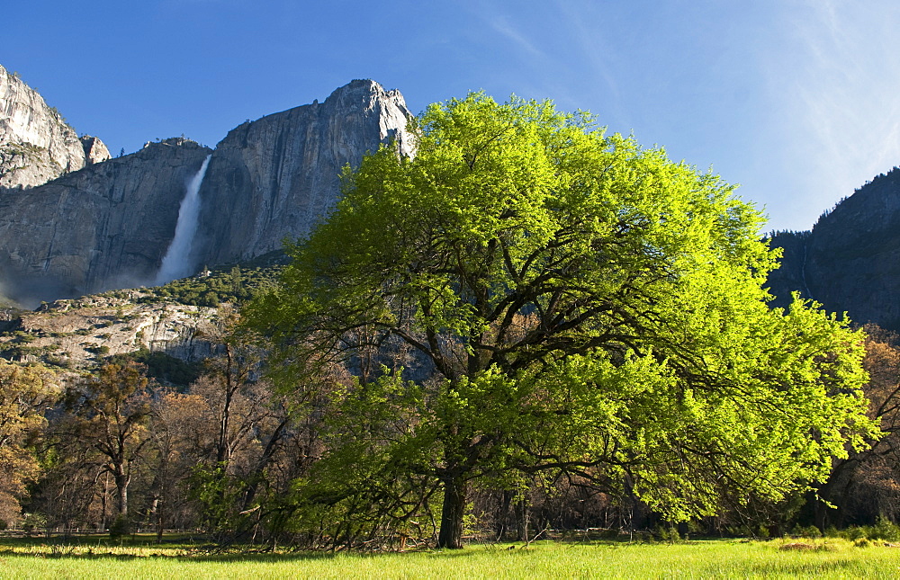 A view of Yosemite Falls from the valley floor in Yosemite National Park, California.