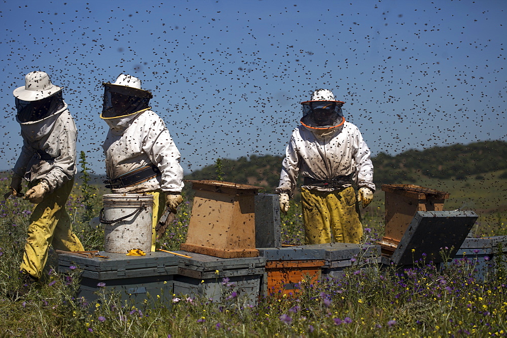 Beekeepers work in a swarm of honey bees buzzing an flying in Los Alcornocales Natural Park, Cadiz province, Andalusia, Spain