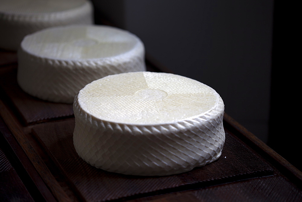 Pecorino cheese in Quesos Oliva artisanal cheese making workshop in Villaluenga del Rosario, Sierra de Grazalema Natural Park, Cadiz province, Andalusia, Spain