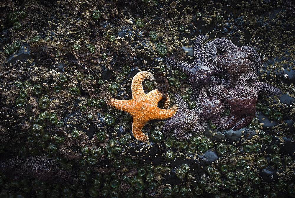 Orange sea star next to group of purple sea stars on tidepool rock, Indian Beach, Ecola State Park, Oregon