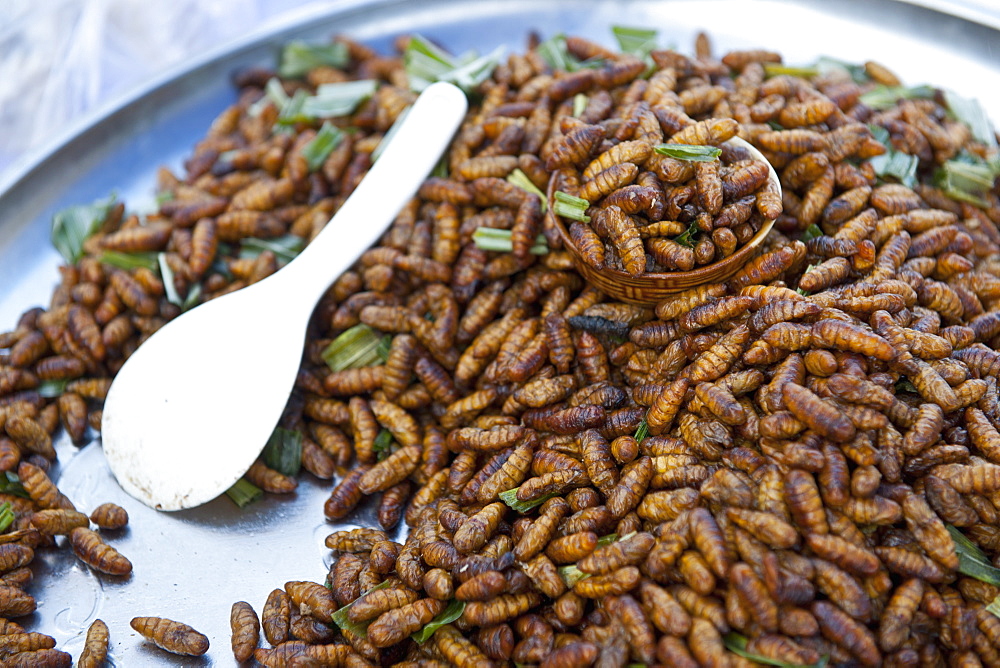 bamboo worms is a local gourmet food in Thailand