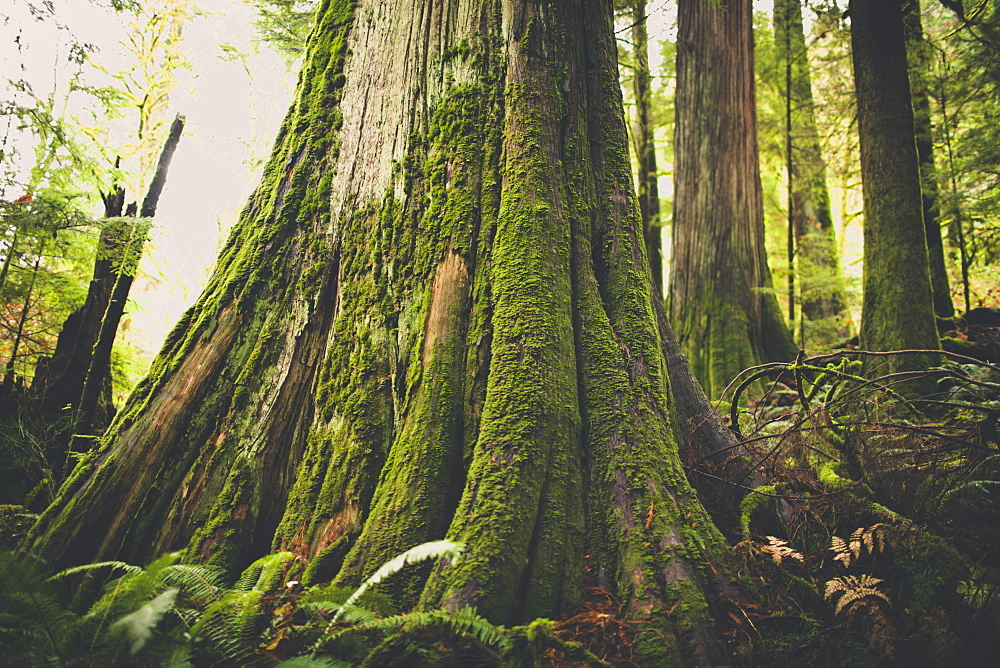 Old growth forest in British Columbia, Canada.