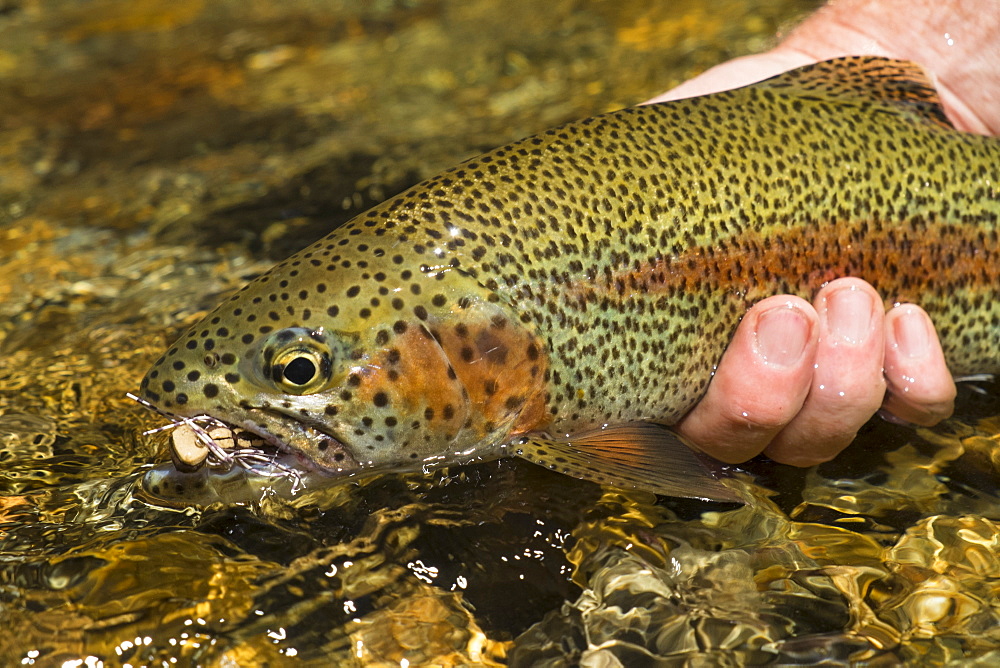 Fly fishing Patagonia, Argentina,