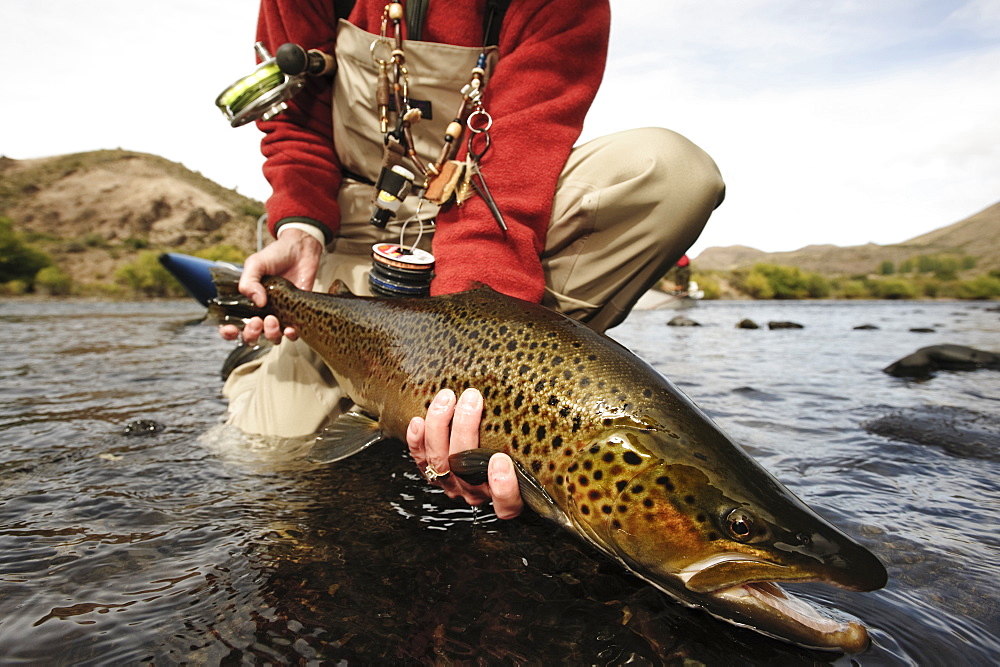 Angler releasing a large brown trout back into the Rio Limay in Patagonia near Bariloche, Argentina.