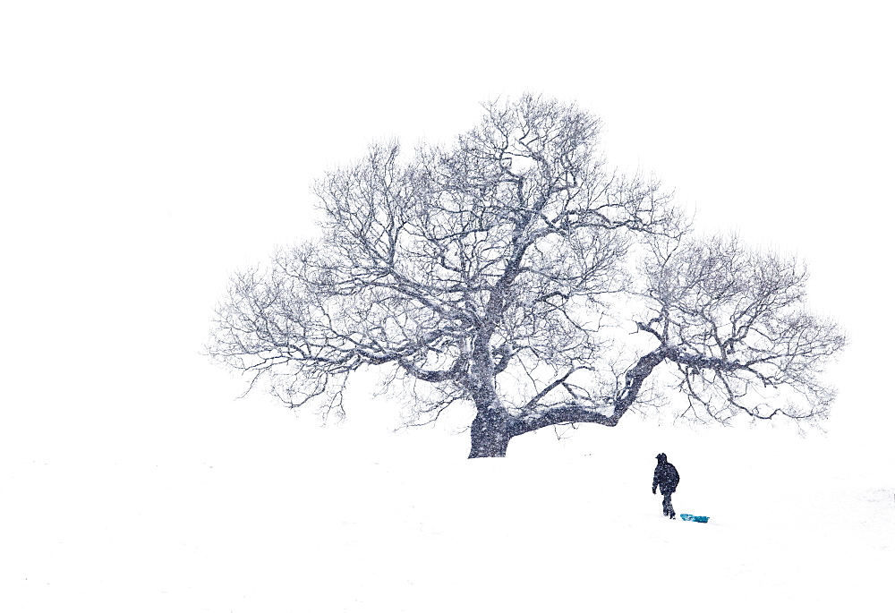 Lone Man pulling sledge under tree in heavy snowfall