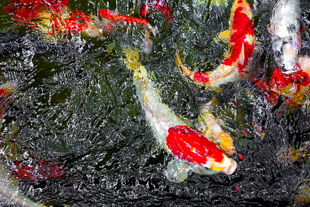 Koi carps in the dark water pond.