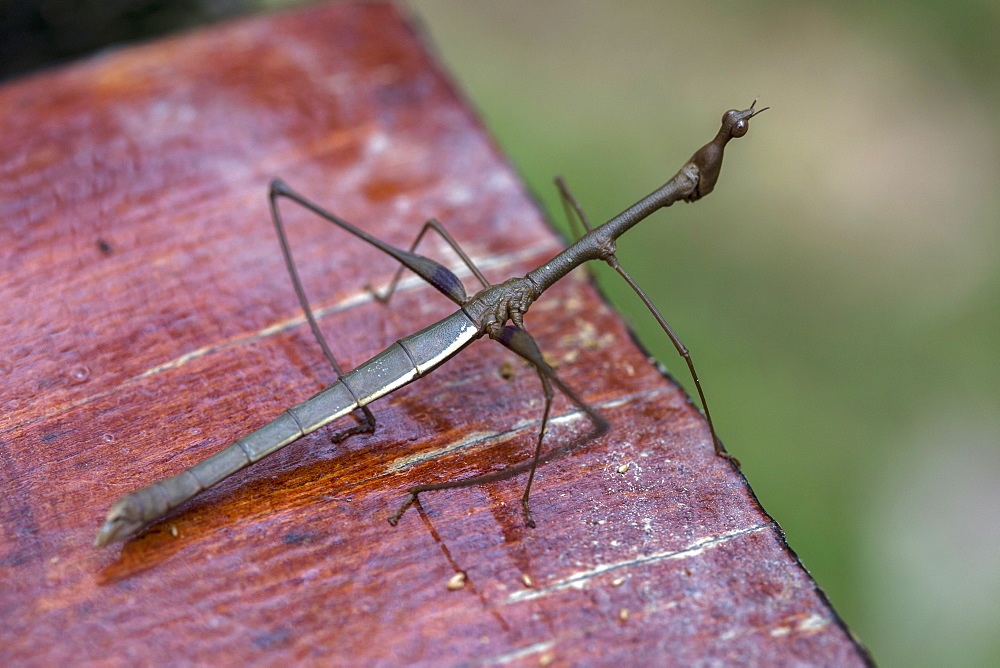 A stick insect is photographed in Peru's Amazon Jungle.