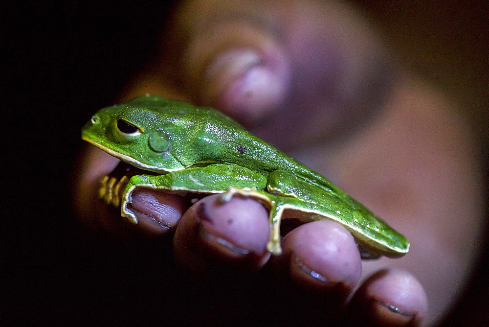 A monkey tree frog rests on hand on a in Peru's Amazon Jungle.