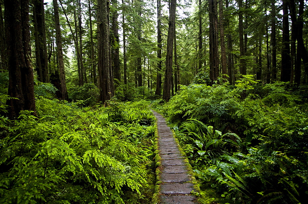 A lush forest and a boardwalk on the coast of Olympic National Park, Washington, United States of America