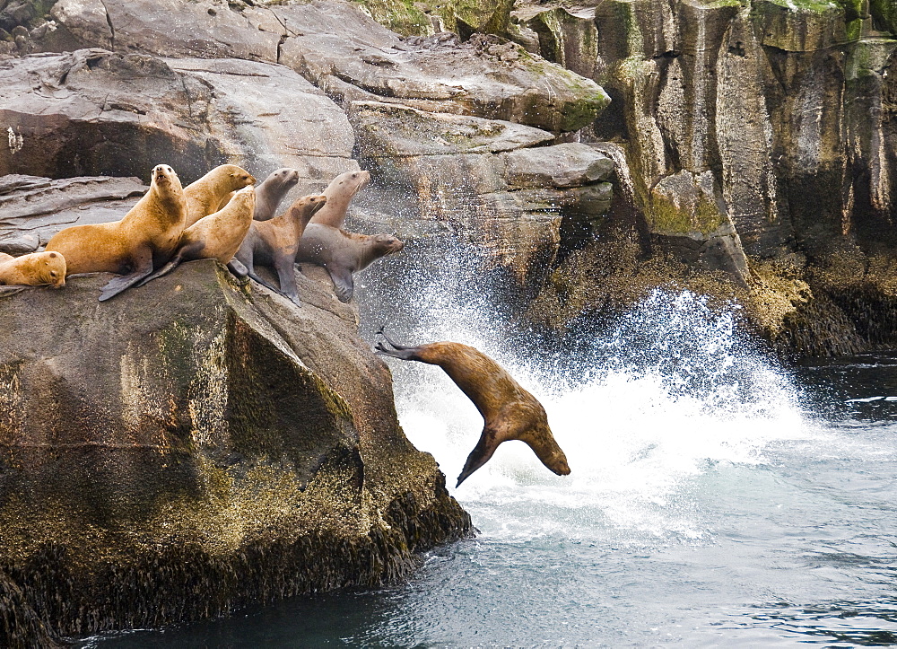 UNALASKA, AK - JUNE 22: A group of western Stellar sea lions (Eumetopias jubatus) congregate on a rocky outcrop along the Aleutian chain on Unalaska Island, Alaska on June 22, 2008. The western Stellar sea lion. the largest of all sea lions, is considered endangered with the reason for its decline uknown. (Photo By Dan Rafla/Aurora), United States of America