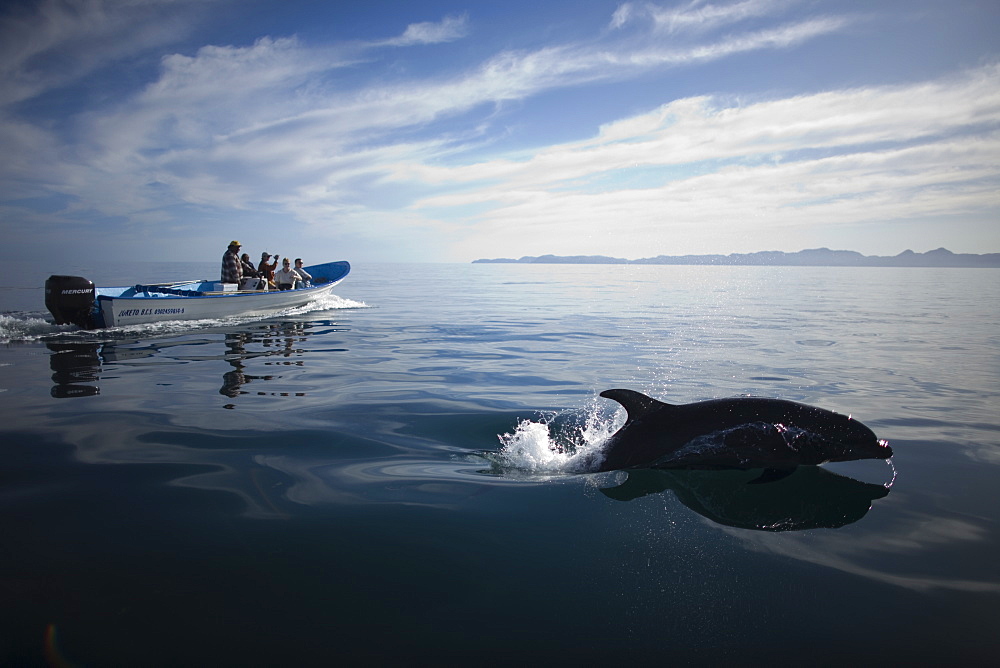 A dolphin jumps as tourists watch from their boat in the bay near the town of Loreto in Mexico's southern Baja California state, February 14, 2009, Mexico