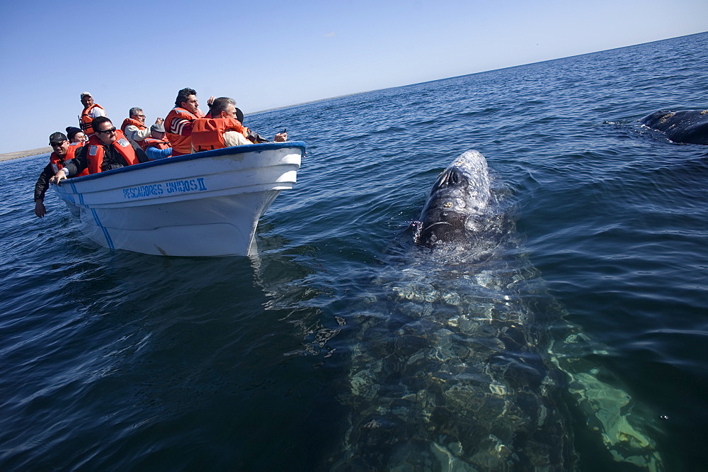 A gray whale swims near tourists in a boat in Ojo de Liebre Lagoon near the town of Guerrero Negro in Mexico's southern Baja California state, February 18, 2009. The Gray Whale emigrate every year from the North American Pacific Coast from arctic seas to the lagoons of Baja California, Mexico for mating and calving. The whales make one of the longest of all mammalian migrations, averaging 10,000-14,000 miles, Mexico