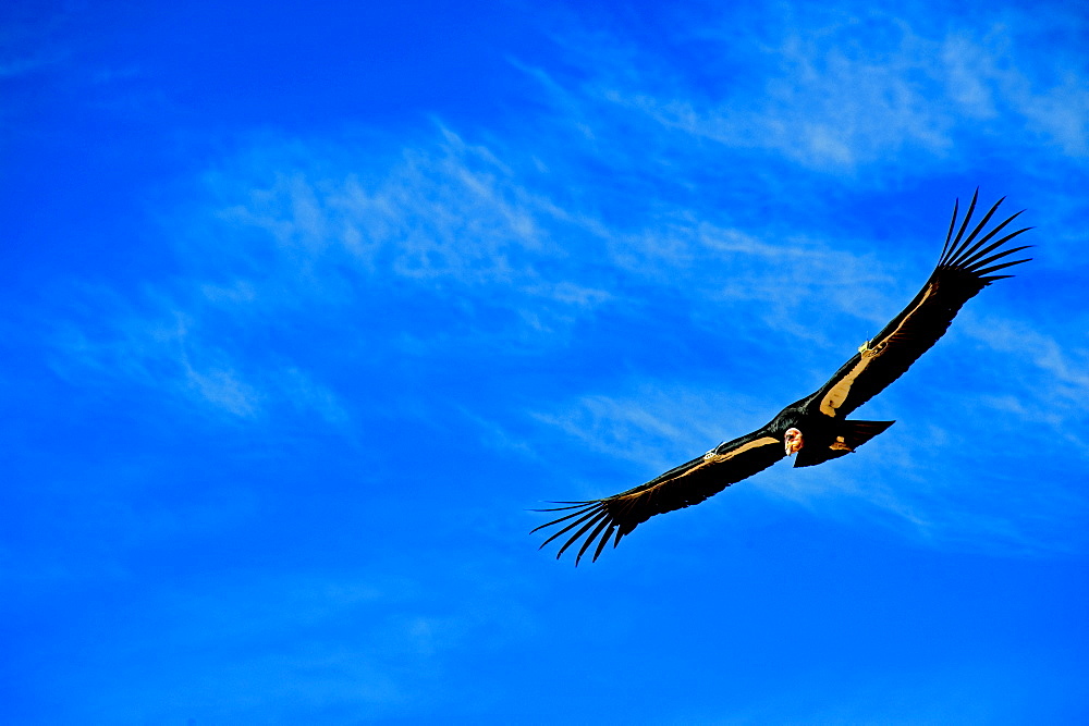 California Condor, Gymnogyps californianus, over the Grand Canyon, Northern Arizona, United States of America