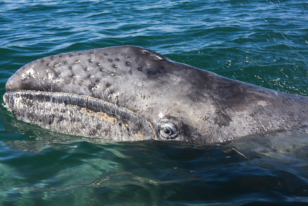 A newborn gray whale calf (Eschrichtius robustus) surfaces in Laguna San Ignacio, on the Pacific coast of Baja California Sur, Mexico. Designated as a UNESCO World Heritage site and part of the Vizcaino Biosphere Reserve, it is the last undeveloped gray whale birthing lagoon on the planet, Mexico