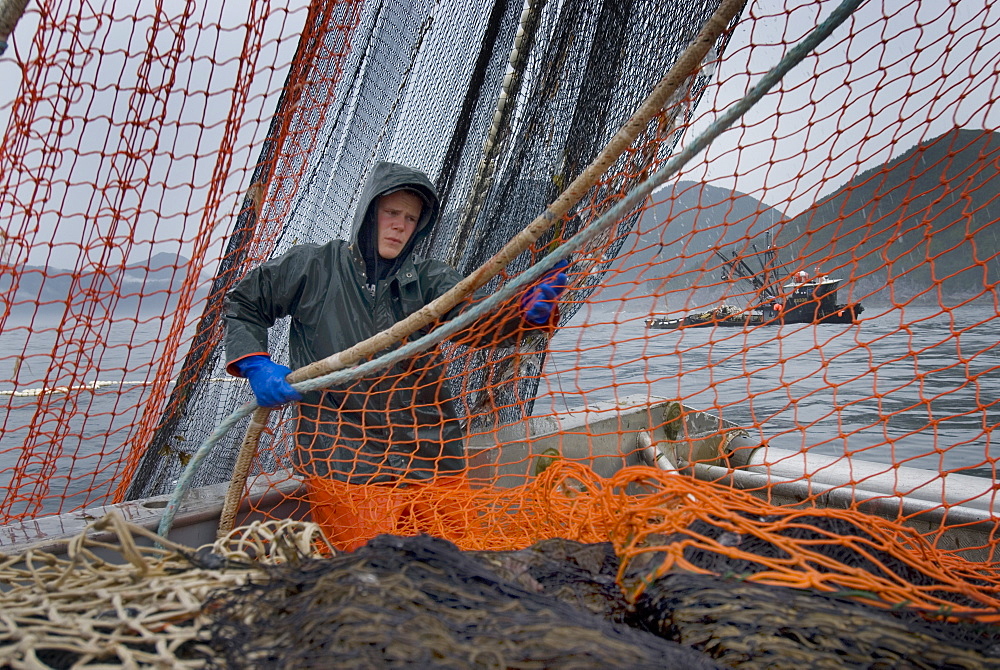 08/15/08 Crew member Nick Demmert hauls in the net while sein fishing on Captain Larry Demmert's boat just off of the outer islands west of Prince of Whales Island in SE Alaska. This is a native fishing hole. At this time they were catching mostly "humpies", United States of America