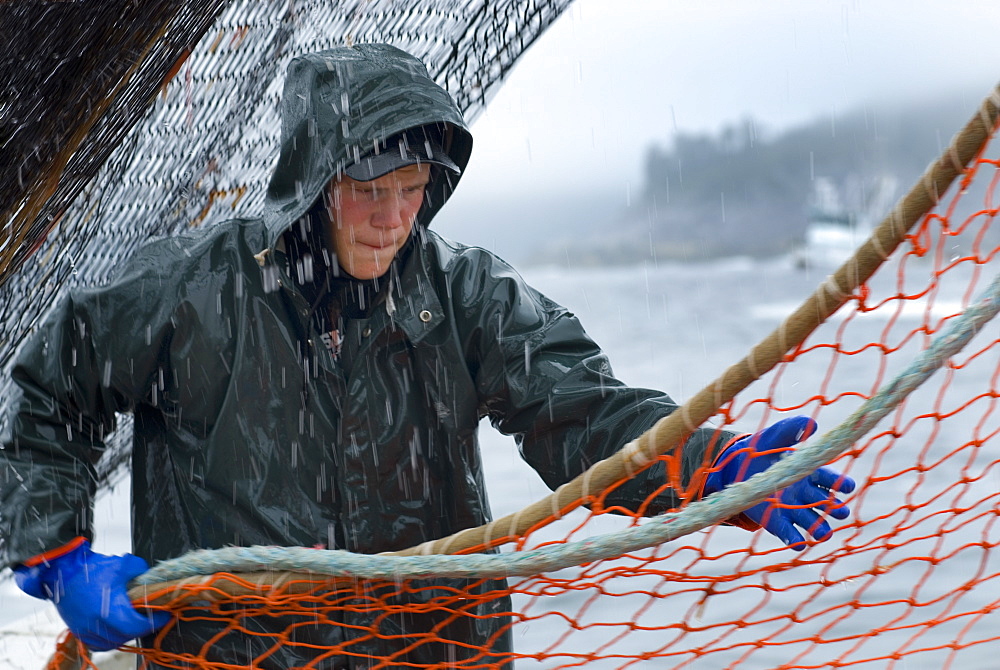 08/15/08 Crew member Nick Demmert hauls in the net while sein fishing on Captain Larry Demmert's boat just off of the outer islands west of Prince of Whales Island in SE Alaska. This is a native fishing hole. At this time they were catching mostly "humpies", United States of America