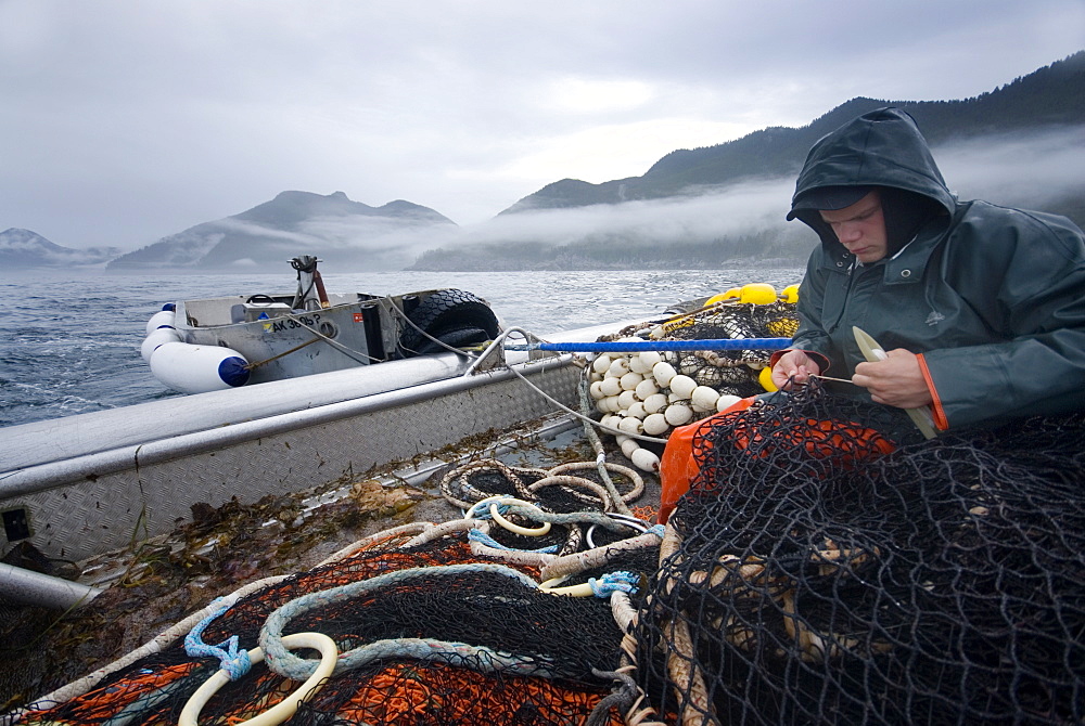 08/15/08 Crew member Nick Demmert repairs the net while sein fishing on Captain Larry Demmert's boat just off of the outer islands west of Prince of Whales Island in SE Alaska. This is a native fishing hole. At this time they were catching mostly "humpies", United States of America