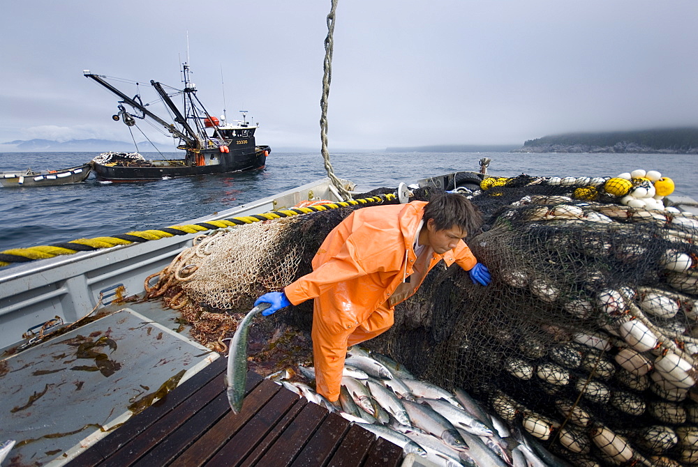 Crew member Alexai Gamble hauls in the net while sein fishing on Captain Larry Demmert's boat just off of the outer islands west of Prince of Whales Island in SE Alaska. This is a native fishing hole. At this time they were catching mostly "humpies", United States of America