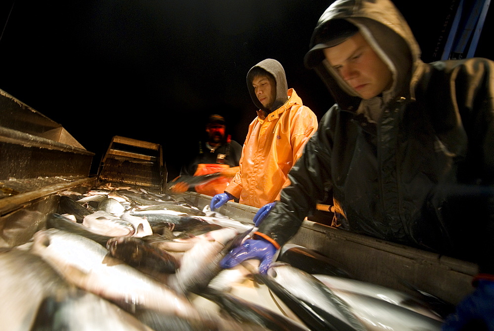 08/15/08 Crew members Alexai Gamble and Nick Demmert sort salmon after sein fishing on Captain Larry Demmert's boat just off of the outer islands west of Prince of Whales Island in SE Alaska. This is a native fishing hole. At this time they were catching mostly "humpies", United States of America