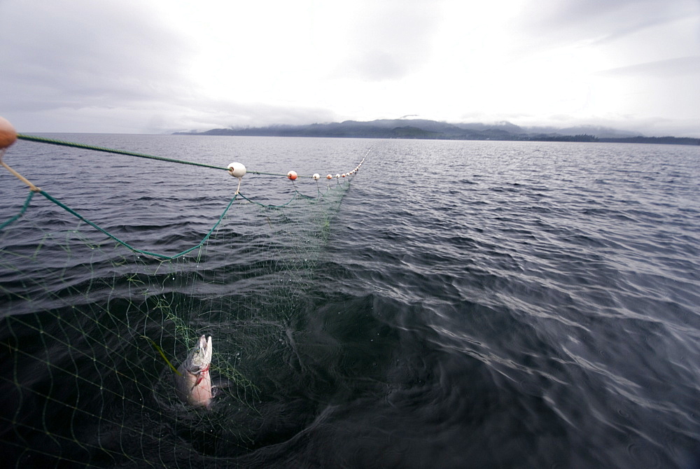 August 17, 08 Prince of Whales Island Alaska. Gill Netting for salmon off Coffman Cove AK. One salmon caught in the net, United States of America