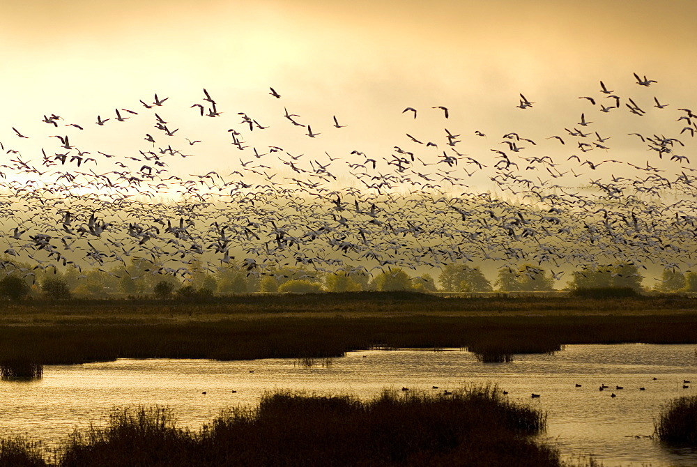 October 15, 2008 Snow Geese in flight, Port Susan Bay Preserve, Washington The marshes support abundant invertebrate life which, in turn, feed hundreds of thousands of shorebirds, including Wrangel Island snow geese. Port Susan Bay and adjacent Skagit Bay are important stops for migratory birds traveling along the Pacific Flyway, United States of America