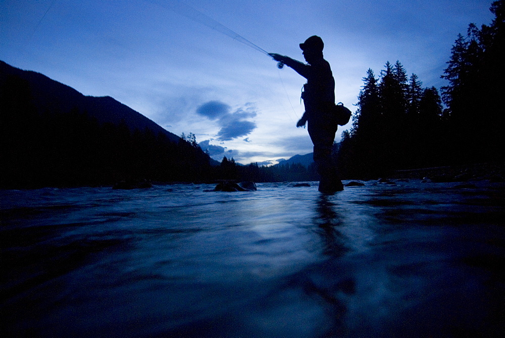 Oct 29, 2008 Hoh National Forest, Forks, Washington Early morning flyfishing for steelhead on the Hoh River with Emerald Water Anglers guide Shannon Carroll among the old growth that still exists within the Park. The Hoh river is a pristine glacial Olympic river and is one of the best salmon fisheries on the west coast of the United States, with runs of Steelhead, coho, chinook, and pink salmon. Note: Emerald Water Anglers, as a conservation policy, only fish steelhead in the Olympic rivers, United States of America