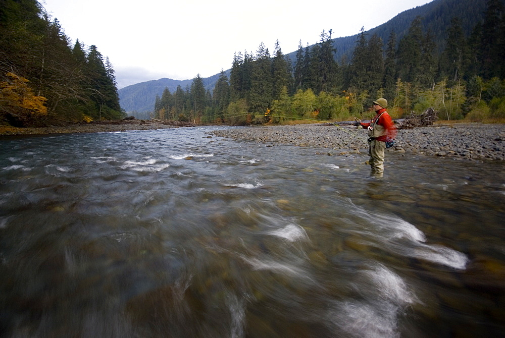 Oct 29, 2008 Hoh National Forest, Forks, Washington Early morning flyfishing for steelhead on the Hoh River with Emerald Water Anglers guide Shannon Carroll among the old growth that still exists within the Park. The Hoh river is a pristine glacial Olympic river and is one of the best salmon fisheries on the west coast of the United States, with runs of Steelhead, coho, chinook, and pink salmon. Note: Emerald Water Anglers, as a conservation policy, only fish steelhead in the Olympic rivers, United States of America