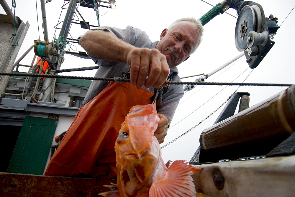 Sept 24, 2008 20 miles offshore of Morro Bay California. Captain Bill Blue fishing for Black Gill Rock Fish off the coast of Big Sur California using the "hook and line", or "long-line" method. A new wave in sustainable commercial fishing is pushing fisherman to switch from higher impact methods of harvesting fish like trawling- to hook and line or long line harvest, United States of America